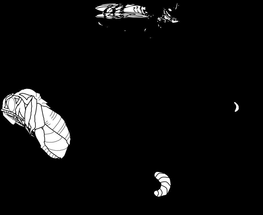 Figure 2 Honey bee life cycle: egg, larva, pupa, adult.