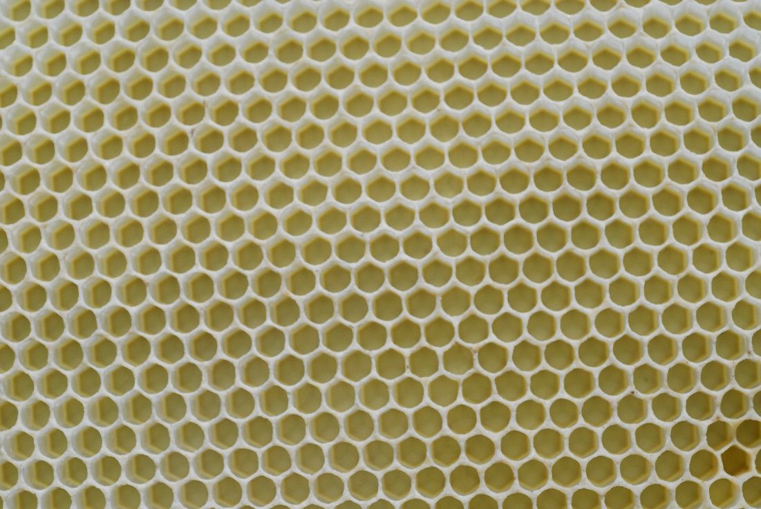 Figure 11 Wax comb made by worker bees.