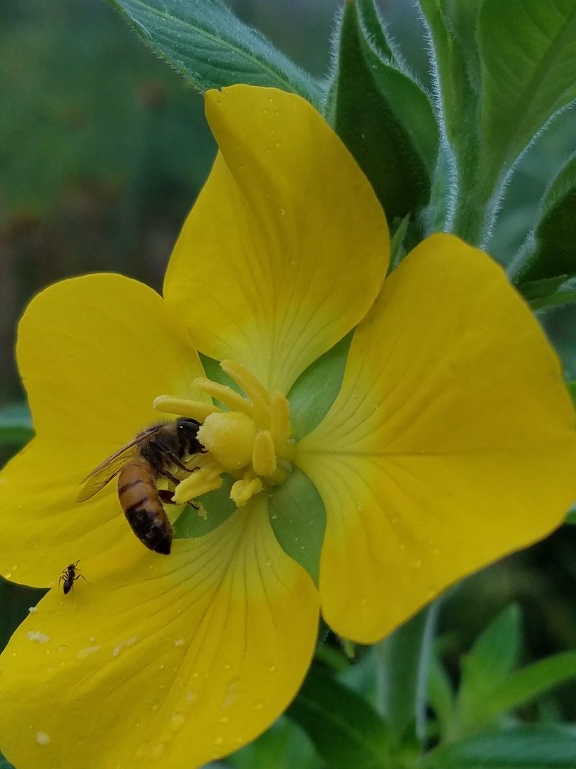 A foraging worker bee collecting pollen and nectar. 