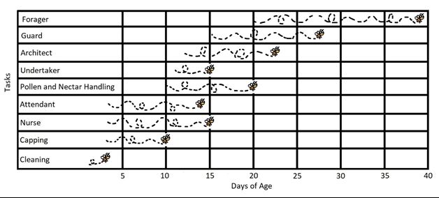 A chart showing how worker bees progress through a series of tasks as they age. Many tasks overlap in age and not all worker bees will complete every task. 