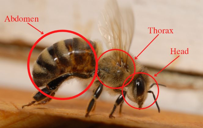 Three body sections of a honey bee. 