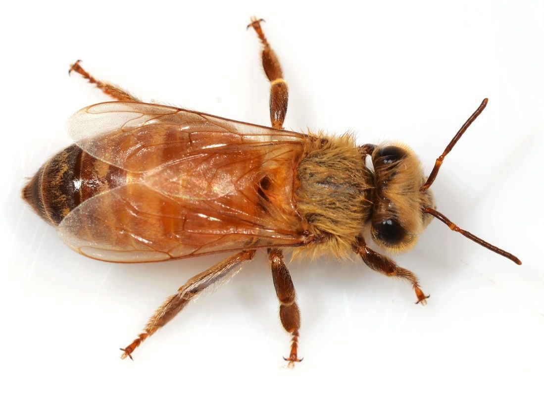 Figure 2 The top view of a honey bee.