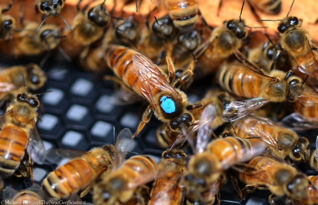  A “marked queen,” even when surrounded by worker bees, is easier to spot than an unmarked queen. 