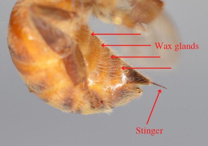 Figure 12 A close-up of a honey bee’s wax glands and stinger.