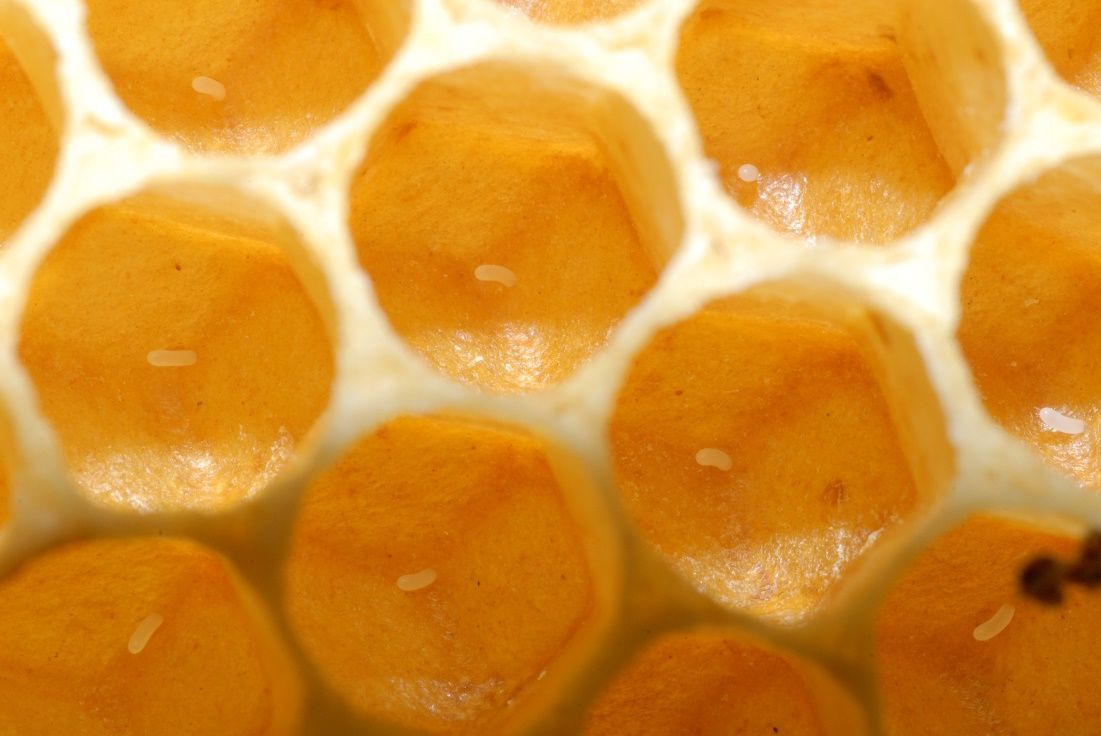 Figure 3 Eggs laid by the queen in individual cells.