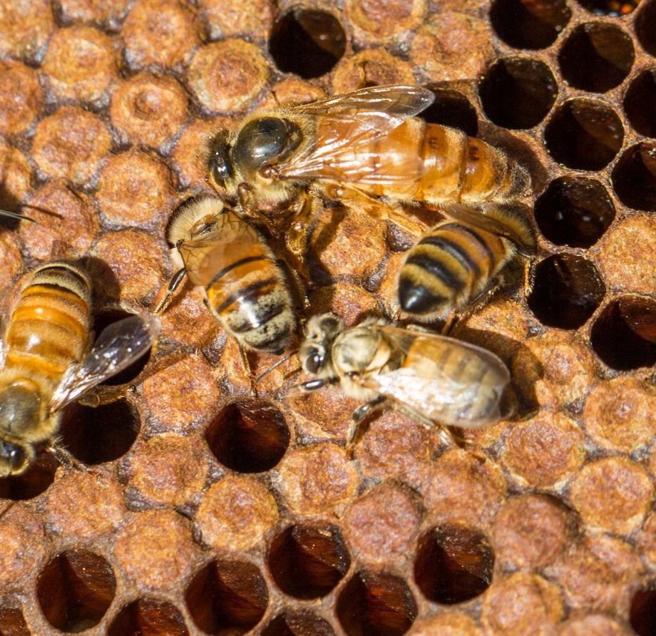 Credit: Geena Hill, UF/IFAS Honey Bee Research and Extension Laboratory
