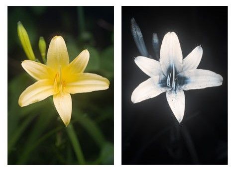 A yellow daylily in regular daylight on the left and the same daylily under UV light on the right. Notice under the UV light the darker area in the center of the flower looks like a target for the honey bees. 
