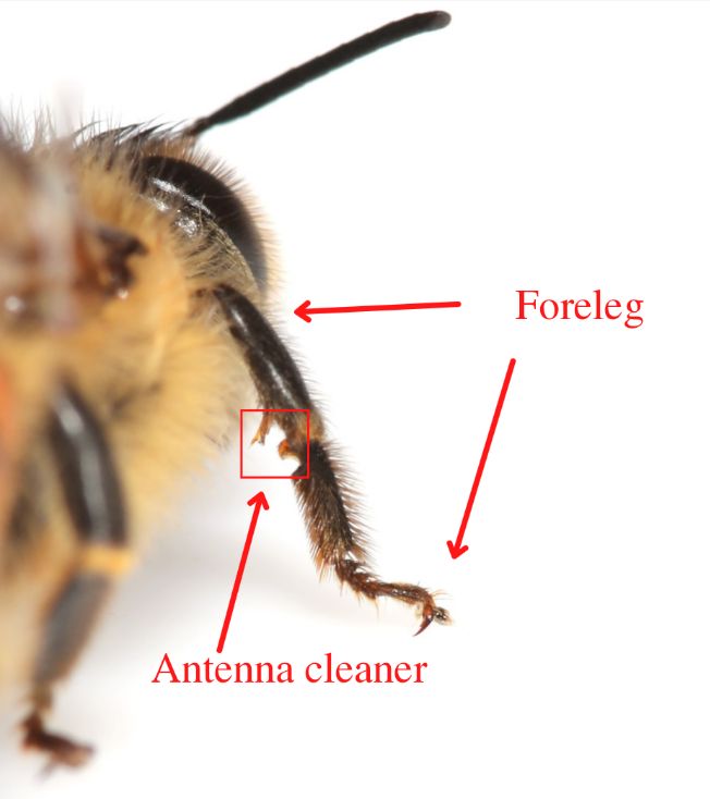  A close-up of a honey bee’s foreleg. 