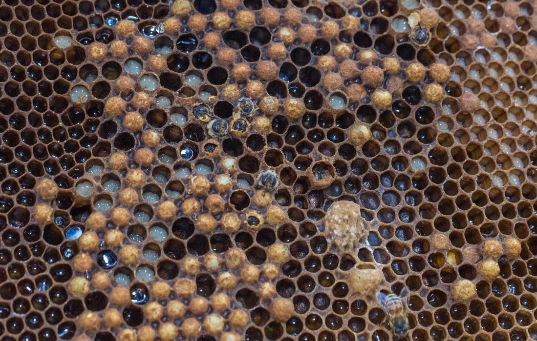 Figure 8 A frame of brood in various stages of growth and development. Nectar-filled cells surround the brood. Which phases of complete metamorphosis do you recognize in this photo?