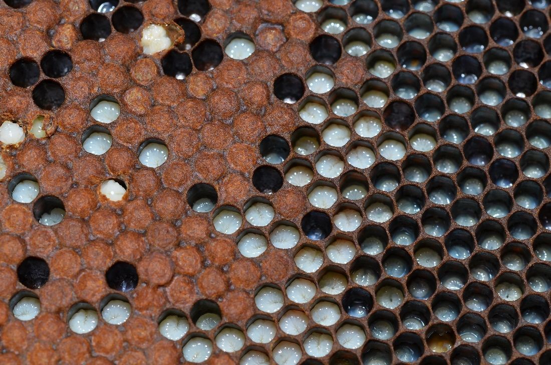 Figure 4 Various stages of the larval phase are found on this frame. Older larvae on the left and younger larvae, or milky brood, on the right.