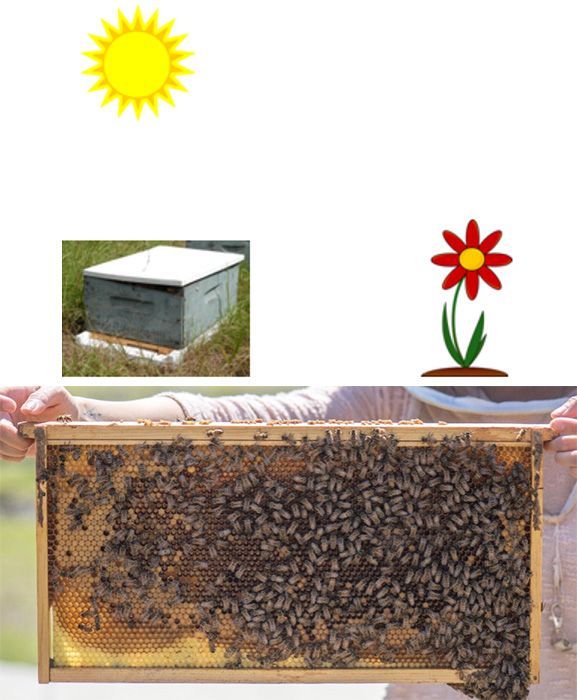 Image 104 Sun is on top, in the middle are hive on the left and flower on the right. Comb is at the bottom.