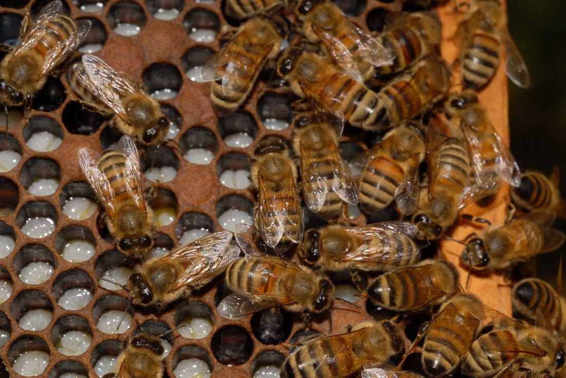 Worker bees tending to honey bee brood, also called baby bees. 