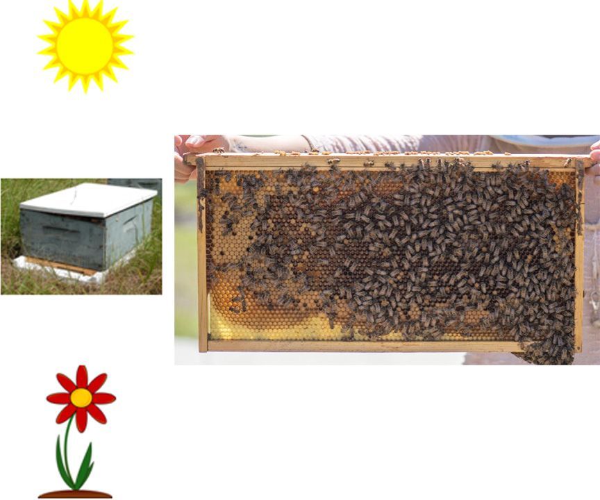 Image 103 from top to bottom: sun, hive, flower; comb is to the right.
