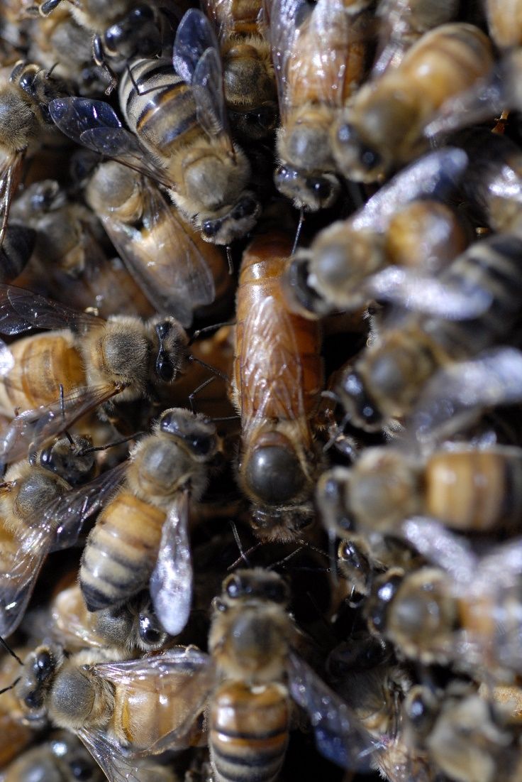 A queen bee surrounded by attendants that spread her special pheromone around the hive.