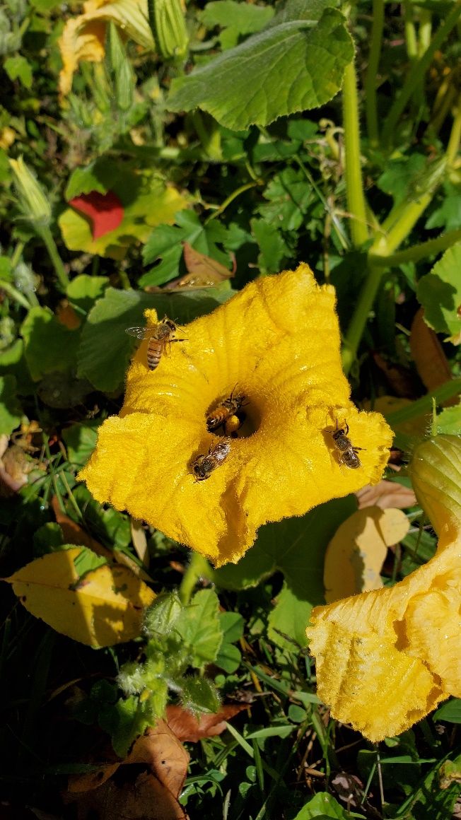 Honey bees pollinating a squash plant. 