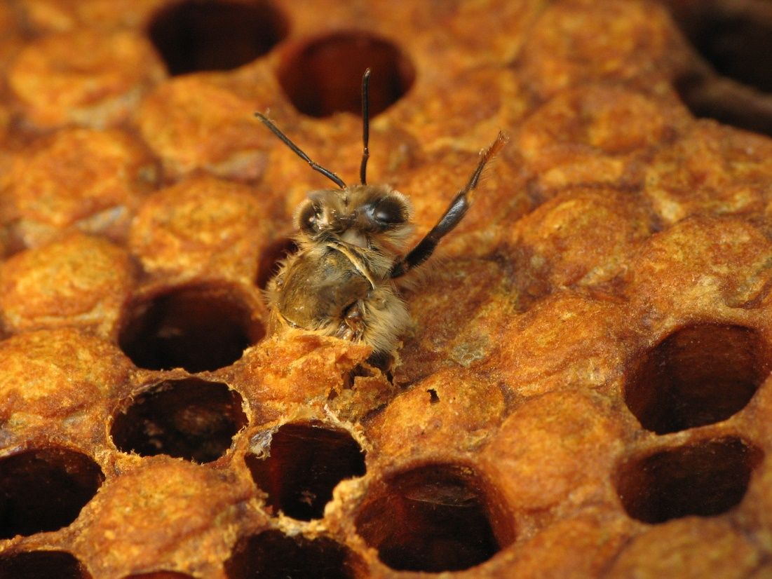 An adult honey bee that has chewed its way out of its cell. Other capped cells around it contains other honey bees nearing the end of the pupal phase. 