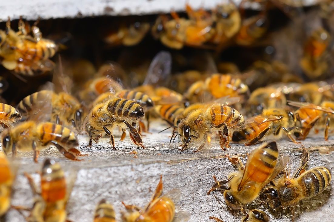 Worker bees showing how they fan their wings to thermoregulate in the summertime. 