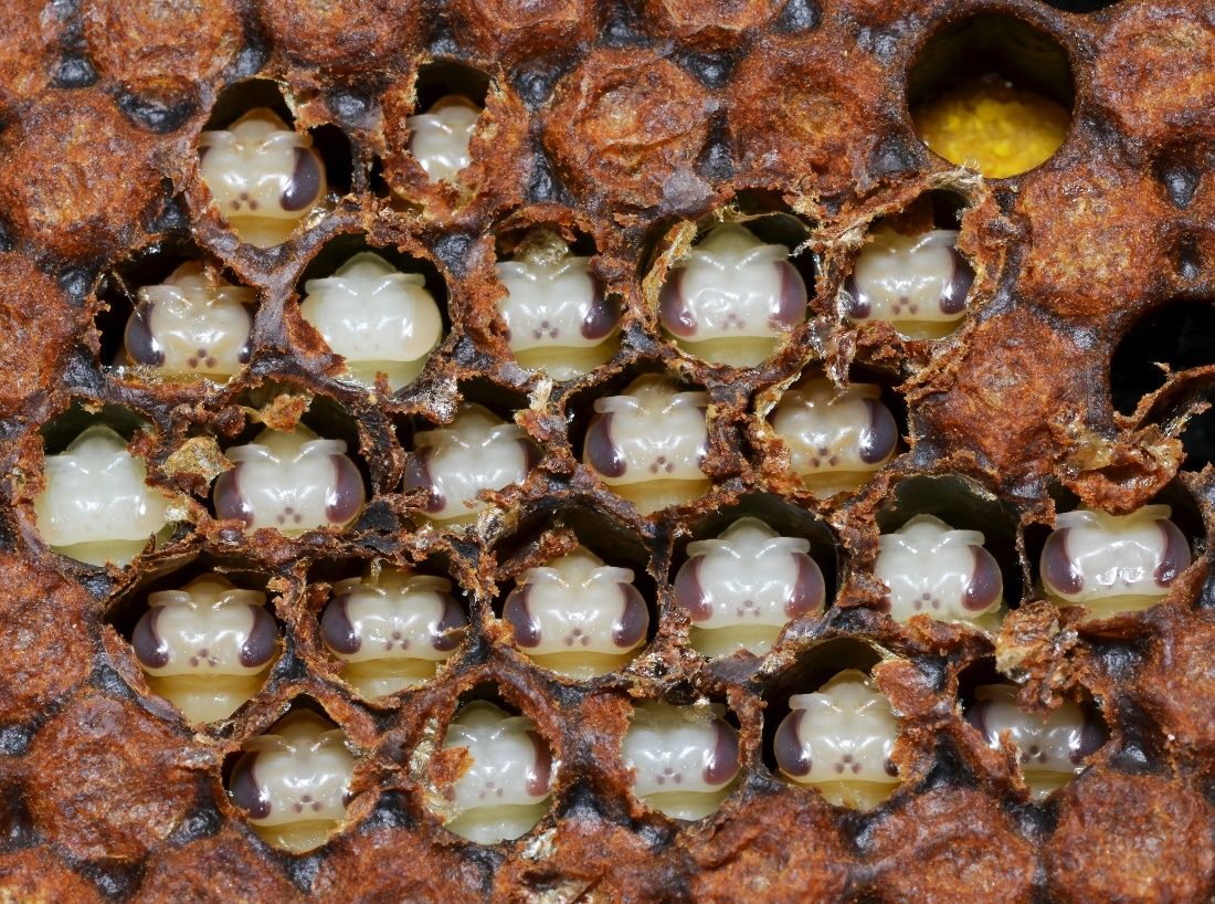 The wax capping has been removed to show the pupae in an upright position in the cells. They are beginning to look more like adult bees. 