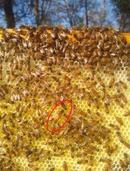 Image 127 bee towrds center is circled.