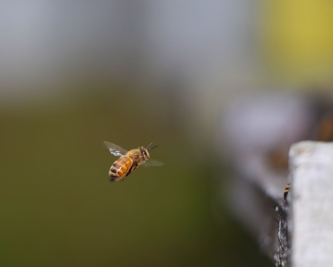 A worker honey bee in flight. 