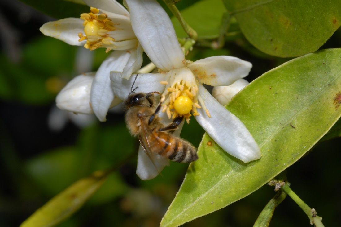 A worker bee drinking nectar from a citrus flower. How do you think the honey will taste?