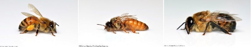 Image 59 worker, drone and queen bee.