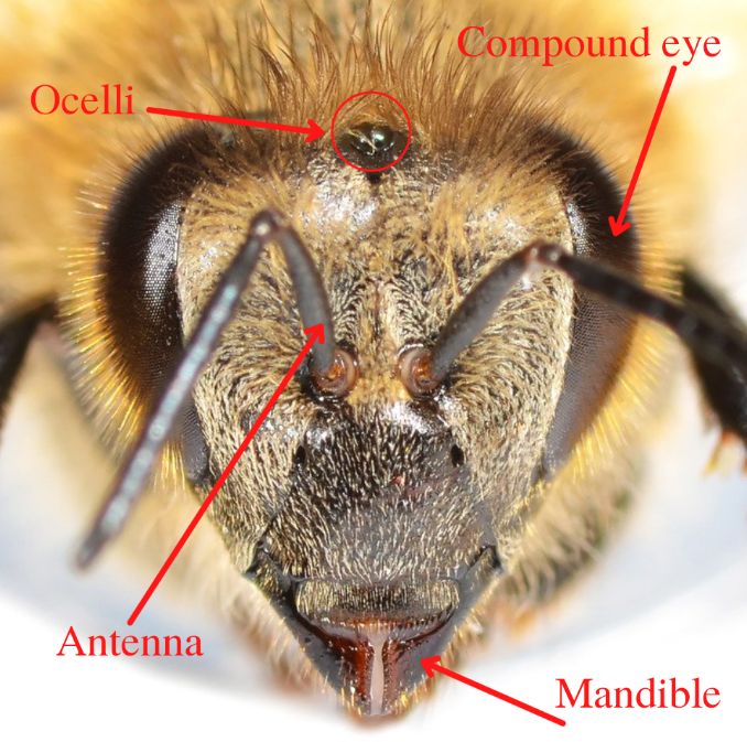 A close-up of a honey bee’s head. 