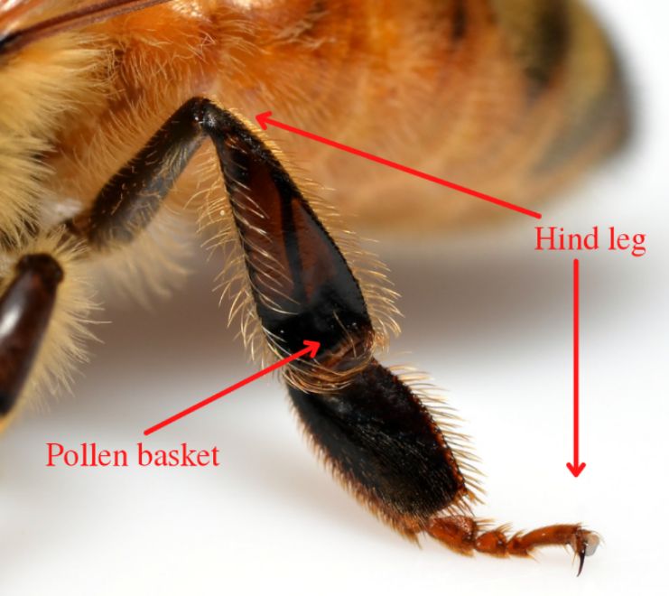 A close-up of a honey bee’s hind leg. 