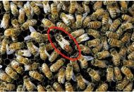 Image 123 Larger bee in the middle is circled.