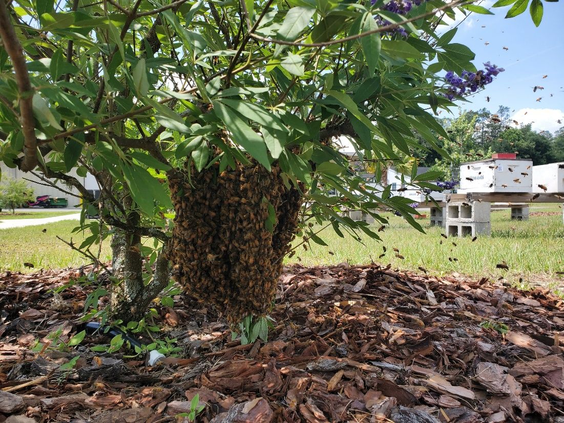 A swarm of honey bees resting in a bush before they fly to their new home. 