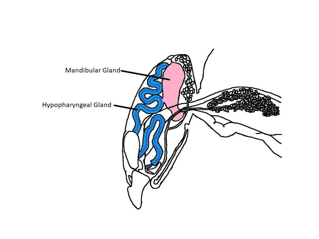 Figure 7 The organs within the worker bee’s head, including the hypopharyngeal (blue) and mandibular (pink) glands that are necessary for production of royal jelly.
