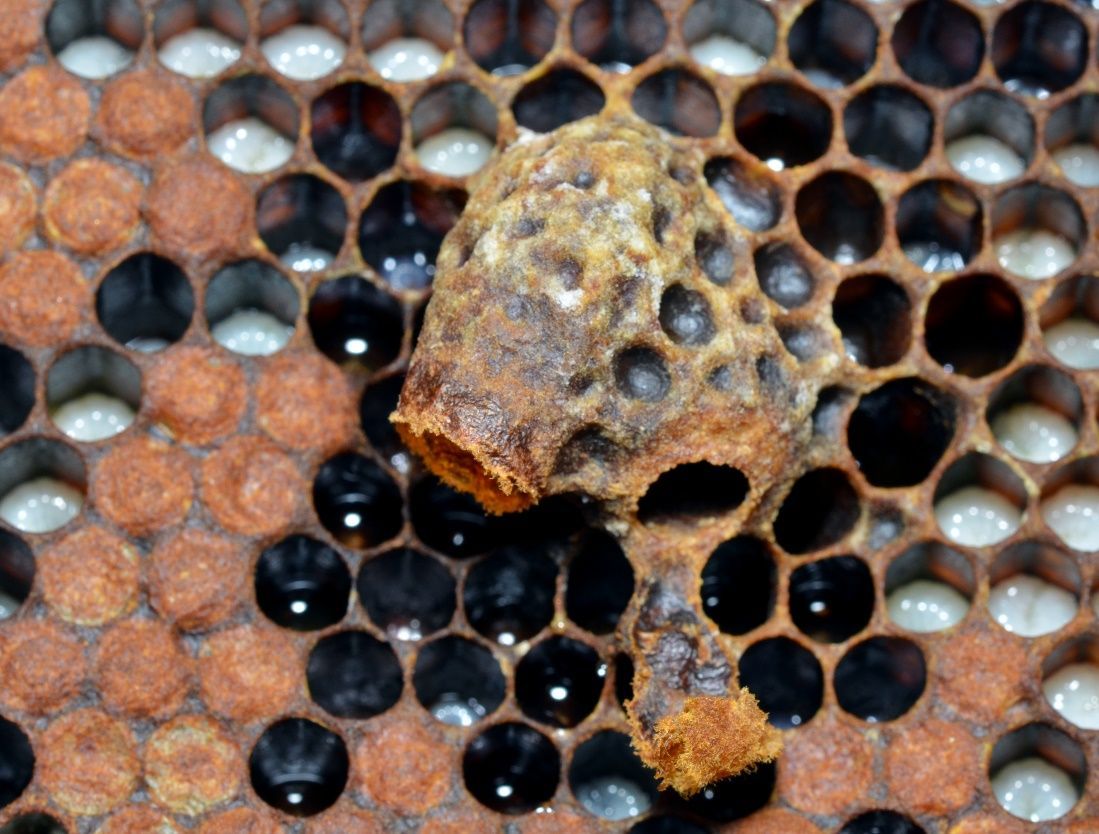 Figure 6 A queen cell was made after workers detected a weak queen pheromone in the hive. Notice how it hangs down vertically off the comb with the opening pointing downward.