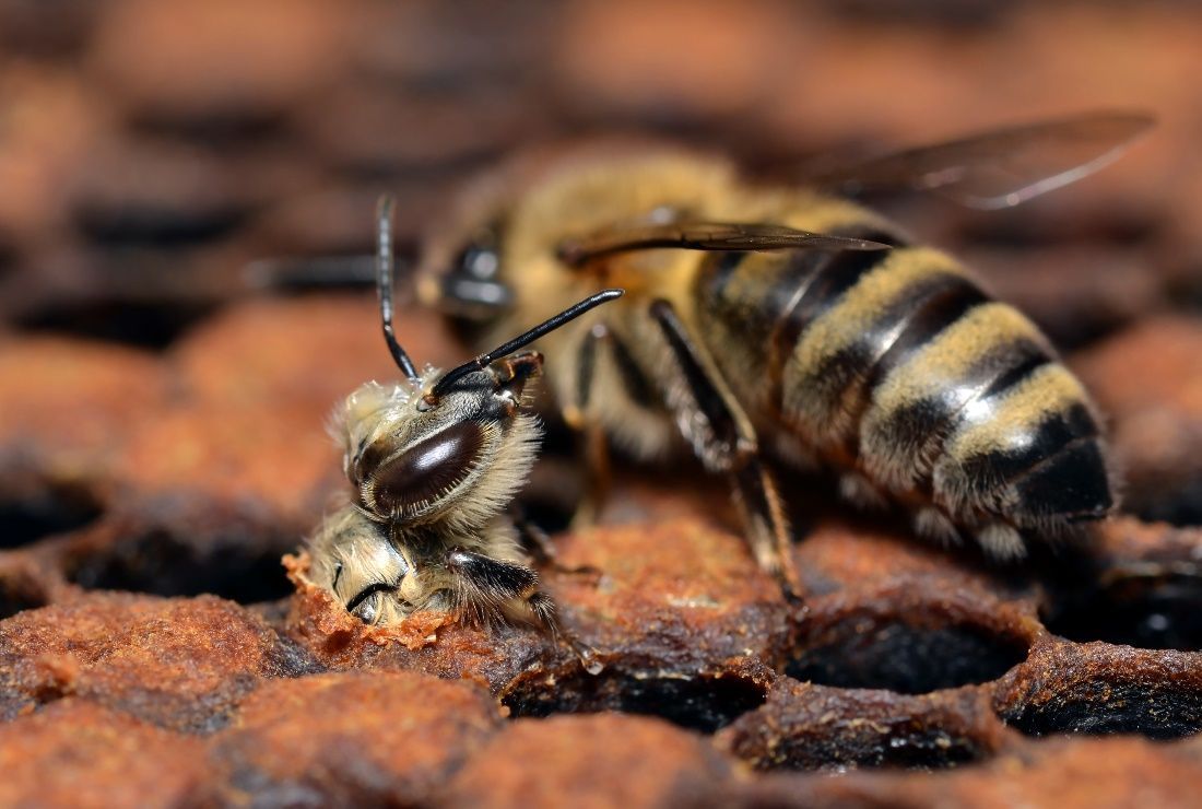 Figure 3 A worker bee crawling out of her cell.