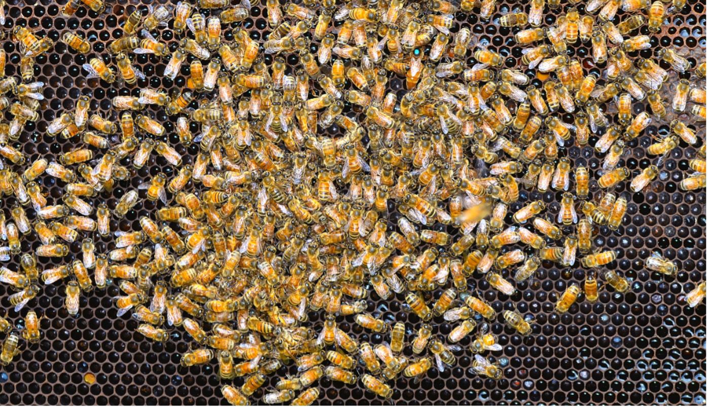 Worker bees cleaning cells in preparation for new eggs, nectar, or pollen. 