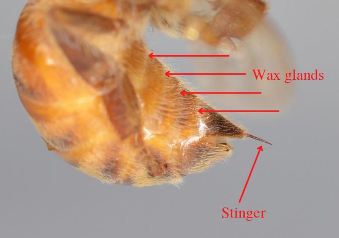 A close-up of a honey bee’s wax glands and stinger. 