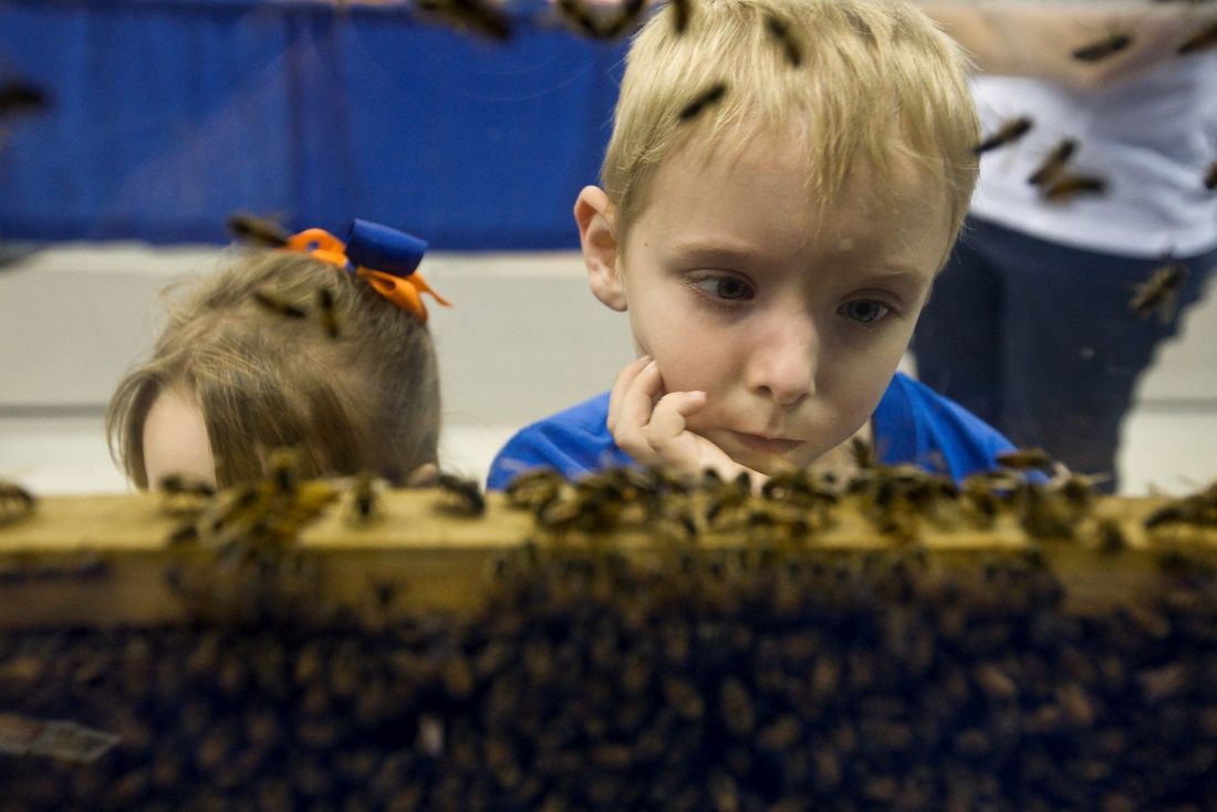 A boy using his eyes to look closely at honey bees on display in glass case. 