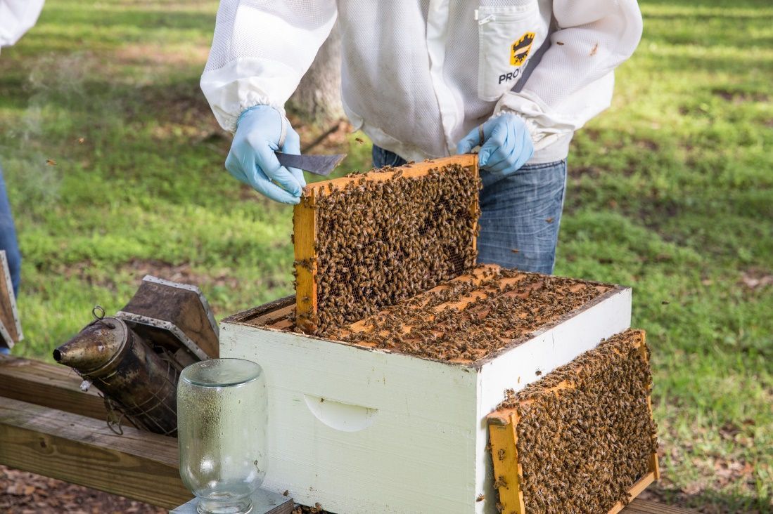 Figure 2 An open Langstroth hive.