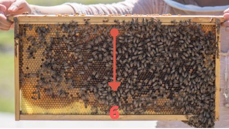 Figure 8 A honey bee frame with arrow showing direction dancing bee would waggle if source were in the opposite direction of the sun or the 6 o’clock position. Compare to Figures 6 and 7.