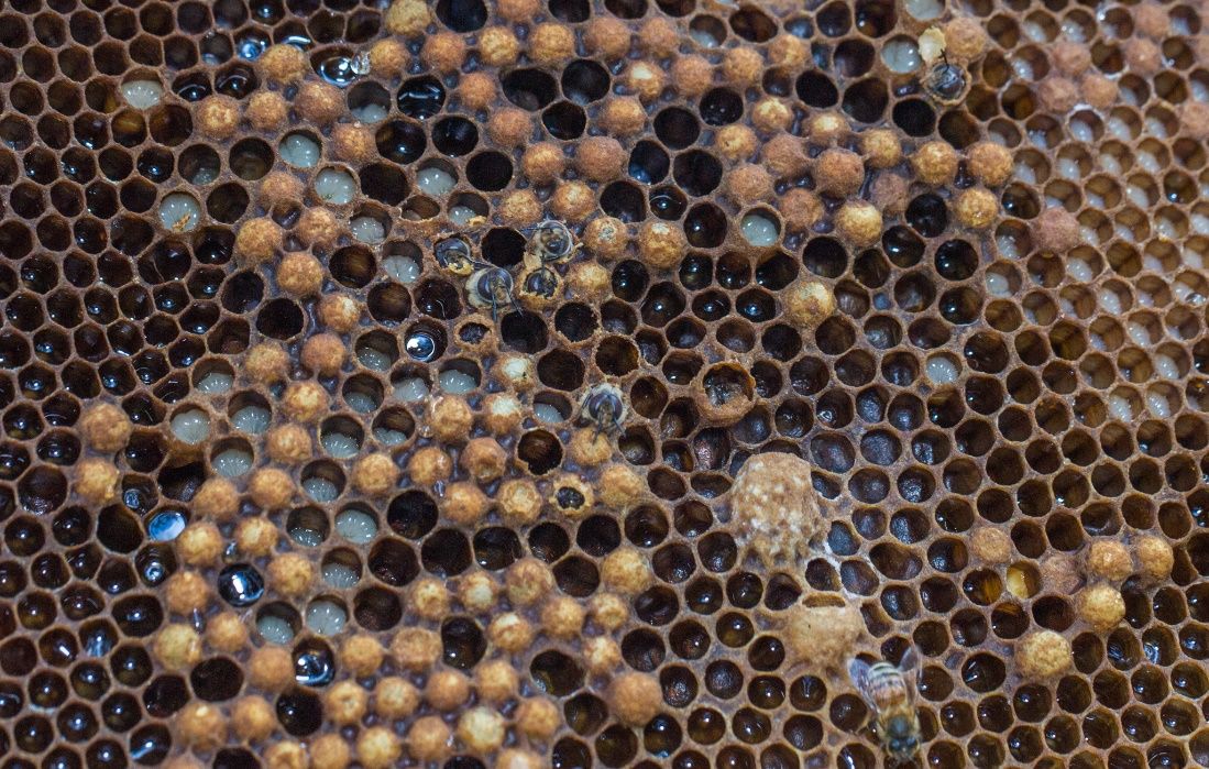 A frame of brood in various stages of growth and development. Nectar-filled cells surround the brood. Which phases of complete metamorphosis do you recognize in this photo? 