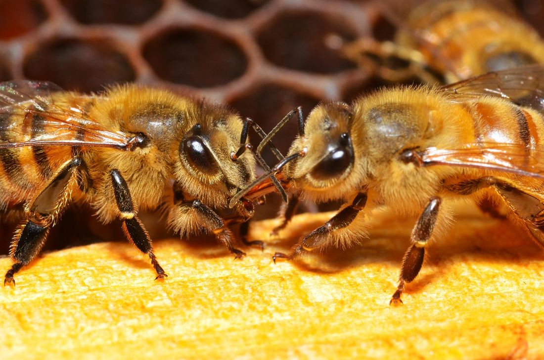  Worker bees demonstrating trophallaxis. One is using her proboscis to receive regurgitated nectar or honey from the mouth of the other bee. 