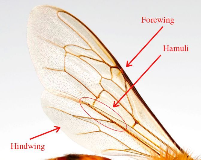 Figure 10 A close-up of a honey bee’s wing.