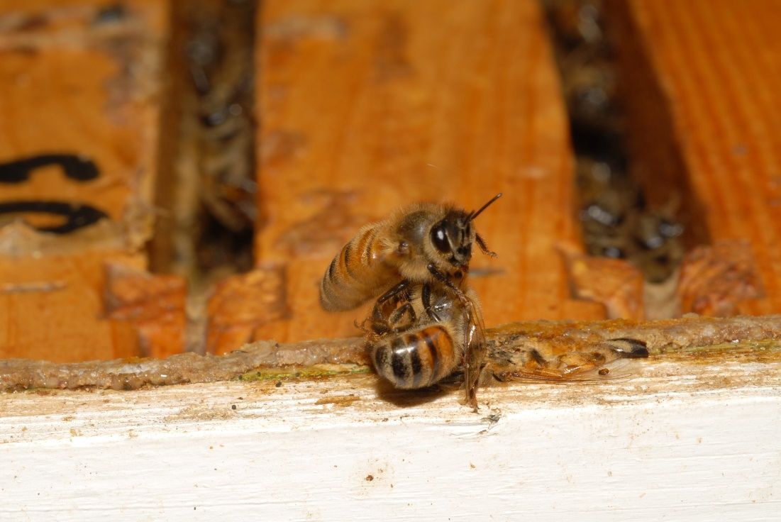 Figure 10 Undertaker bee carrying off a dead bee.