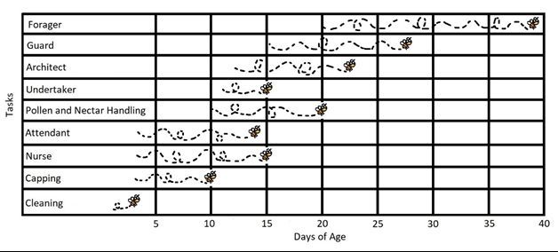 Figure 4 A chart showing how worker bees go through a series of tasks as they age. Many tasks overlap in age and not all bees will complete every task.