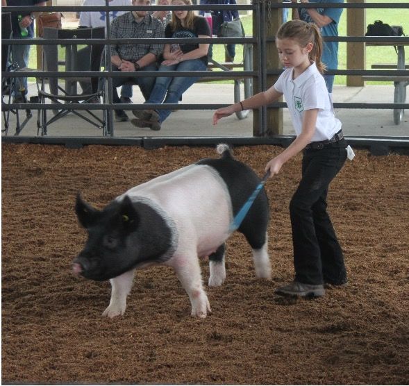 Florida 4-H youth showing a 4-H market swine project in 2021.