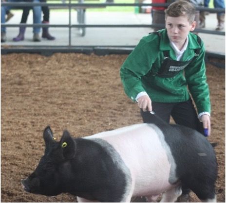 Florida 4-H youth showing a 4-H market swine project at a show in 2021.