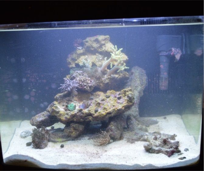 A fish tank with corals and rocks

Description automatically generated with low confidence