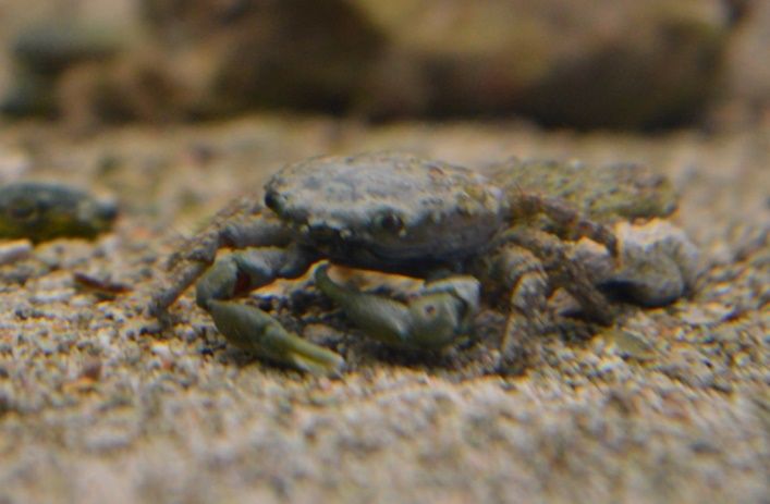 Emerald crab.