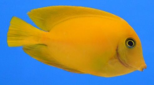 Yellow angelfish.