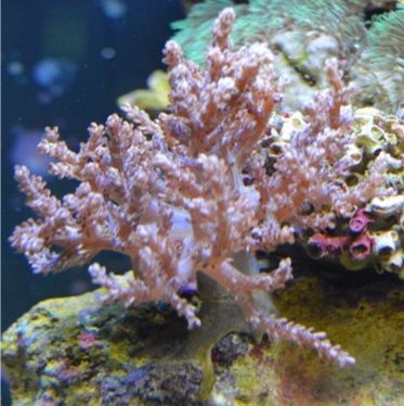 Tree coral.