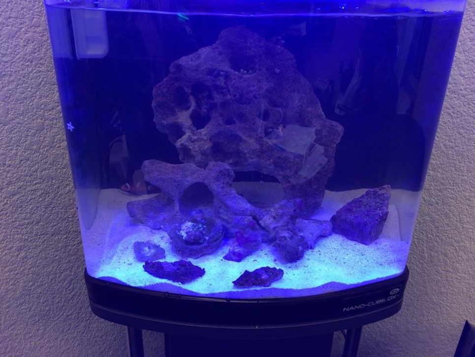 A fish tank with rocks in it

Description automatically generated with low confidence